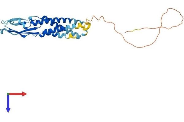 Synaptoporin Protein (SYNPR) (AA 1-265) (His tag)