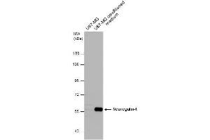 WB Image U87-MG whole cell extract and conditioned medium (30 μg) were separated by 7. (Neuregulin 1 Antikörper)