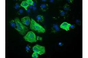 Anti-RASSF1 mouse monoclonal antibody (ABIN2454272) immunofluorescent staining of COS7 cells transiently transfected by pCMV6-ENTRY RASSF1 (RC213525). (RASSF1 Antikörper)