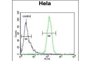 CLEC2B Antibody (Center) (ABIN650966 and ABIN2840012) flow cytometric analysis of Hela cells (right histogram) compared to a negative control cell (left histogram).