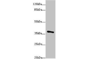 Western blot All lanes: POU4F3antibody at 1. (POU4F3 Antikörper  (AA 1-180))