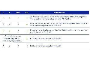 Interpretation of amplification results with PhoenixDx 2019-nCoV RNA Detection Kit. (PhoenixDx® 2019-nCoV RNA Detection Kit)