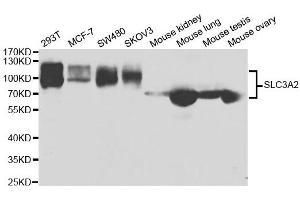 Western blot analysis of extracts of various cell lines, using SLC3A2 antibody. (SLC3A2 Antikörper  (AA 360-529))
