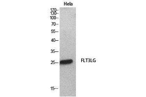 Western Blot (WB) analysis of HeLa cells using Flt3-L Polyclonal Antibody. (FLT3LG Antikörper  (Internal Region))