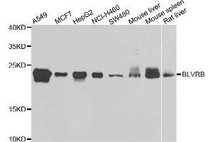 Western blot analysis of extracts of various cell lines, using BLVRB antibody (ABIN5975104) at 1/1000 dilution. (BLVRB Antikörper)