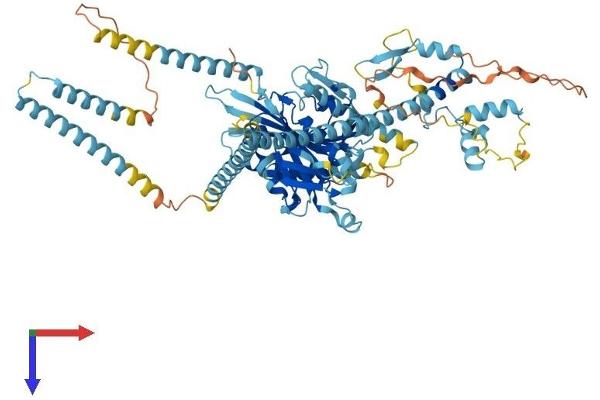 KIF3B Protein (AA 1-747) (His tag)