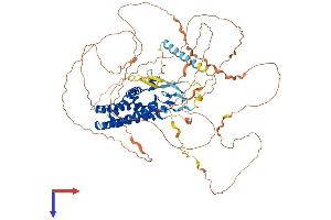 ZDHHC8 Protein (AA 1-765) (His tag)