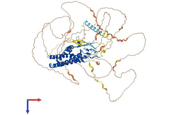 ZDHHC8 Protein (AA 1-765) (His tag)