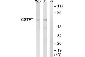 Western blot analysis of extracts from MCF-7 cells and Jurkat cells, using CSTF2T antibody. (CSTF2T Antikörper  (Internal Region))
