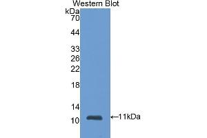 Detection of Recombinant S100A6, Mouse using Polyclonal Antibody to S100 Calcium Binding Protein A6 (S100A6) (S100A6 Antikörper  (AA 1-89))
