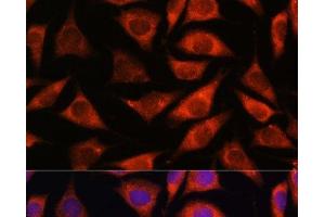 Immunofluorescence analysis of L929 cells using TMX2 Polyclonal Antibody at dilution of 1:100. (TMX2 Antikörper)