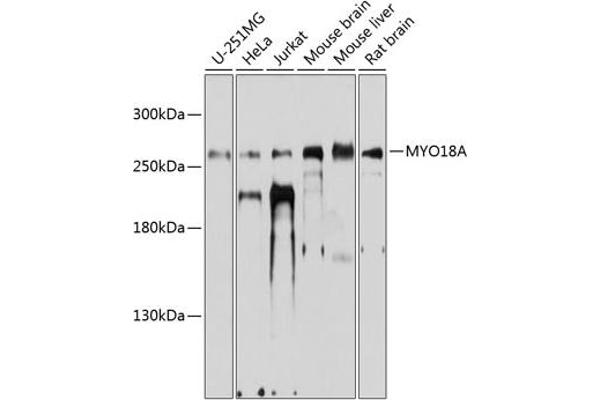 Myosin XVIIIA 抗体  (AA 1970-2054)