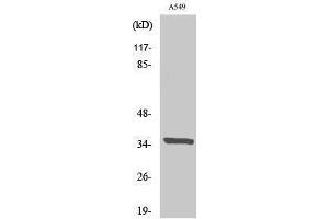 Western Blotting (WB) image for anti-Peroxisomal Biogenesis Factor 2 (PEX2) (N-Term) antibody (ABIN3176842) (PEX2 Antikörper  (N-Term))