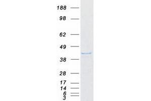 ISG20L2 Protein (Myc-DYKDDDDK Tag)