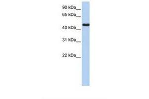 Image no. 1 for anti-Nuclear Receptor Subfamily 2, Group F, Member 1 (NR2F1) (AA 38-87) antibody (ABIN6738177)