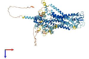 ANO1 Protein (AA 1-960) (His tag)