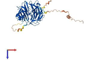 SERGEF Protein (AA 1-458) (His tag)
