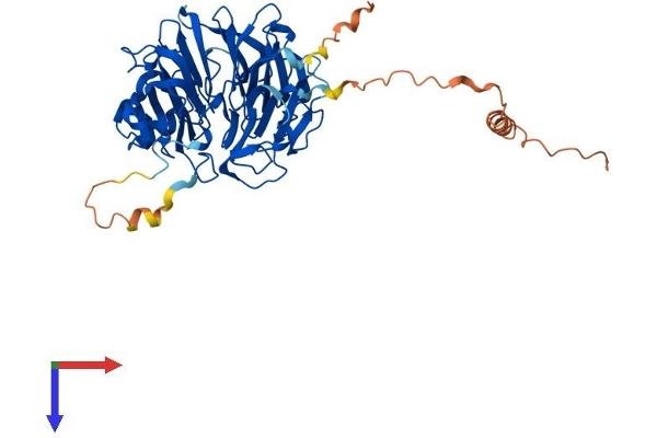 SERGEF Protein (AA 1-458) (His tag)
