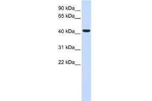 WB Suggested Anti-BACE1 Antibody Titration:  0. (BACE1 Antikörper  (N-Term))