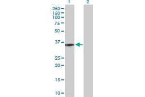 Western Blot analysis of C5AR1 expression in transfected 293T cell line by C5AR1 MaxPab polyclonal antibody. (C5AR1 Antikörper  (AA 1-350))