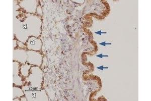Expression of Adenosine A3 Receptor in rat lungImmunohistochemical staining of paraffin-embedded rat lung sections using Anti-Adenosine A3 Receptor Antibody (ABIN7042891, ABIN7043892 and ABIN7043893), (1:50). (Adenosine A3 Receptor (ADORA3) Peptid)