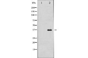 Western Blotting (WB) image for anti-Arginase, Liver (ARG1) (C-Term) antibody (ABIN6254874)