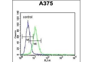 CS Antibody (N-term) (ABIN652074 and ABIN2840538) flow cytometric analysis of  cells (right histogram) compared to a negative control cell (left histogram). (CS (AA 27-55), (N-Term) Antikörper)