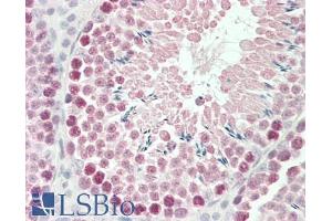 ABIN185724 (5µg/ml) staining of paraffin embedded Mouse Testis. (ROBO1 Antikörper  (Internal Region))