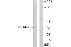 Western Blotting (WB) image for anti-Sideroflexin 4 (SFXN4) (N-Term) antibody (ABIN1849710) (Sideroflexin 4 Antikörper  (N-Term))