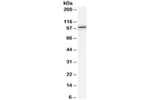 Western blot testing of NIH3T3 lysate with FE65 antibody at 0.