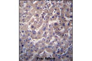 GGT7 Antibody (N-term) (ABIN657079 and ABIN2846241) immunohistochemistry analysis in formalin fixed and paraffin embedded human liver tissue followed by peroxidase conjugation of the secondary antibody and DAB staining. (GGT7 Antikörper  (N-Term))