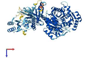 CARNS1 Protein (AA 1-827) (His tag)