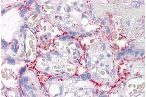 Anti-RASIP1 antibody IHC staining of human placenta. (RASIP1 Antikörper  (AA 951-963))