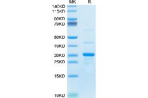SDS-PAGE (SDS) image for Tumor Necrosis Factor (Ligand) Superfamily, Member 10 (TNFSF10) (AA 118-291) protein (His tag) (ABIN7275783)