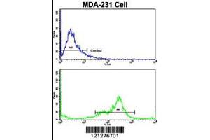 Flow cytometric analysis of MDA-231 cells using VCP Antibody (bottom histogram) compared to a negative control cell (top histogram).