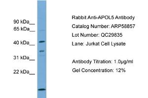 WB Suggested Anti-APOL5  Antibody Titration: 0.