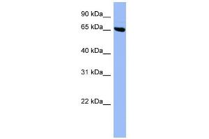 WB Suggested Anti-SHC3 Antibody Titration: 0. (SHC3 Antikörper  (Middle Region))