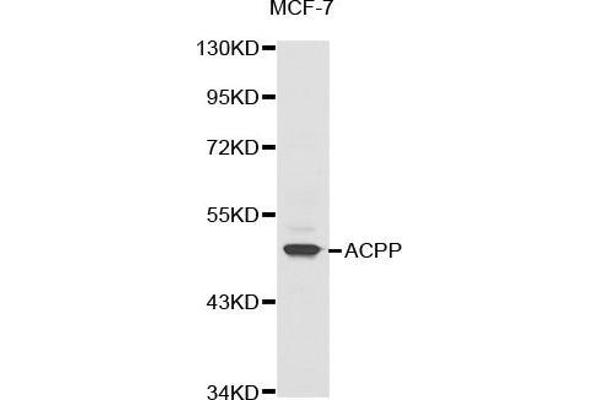 ACPP Antikörper  (AA 40-300)