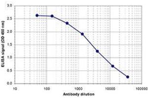 ELISA is a quantitative method used to determine the titer of the antibody using a serial dilution of antibody against human EIF2C1. (AGO1 Antikörper  (C-Term))