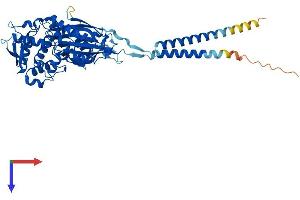 ENTPD3 Protein (AA 1-529) (His tag)