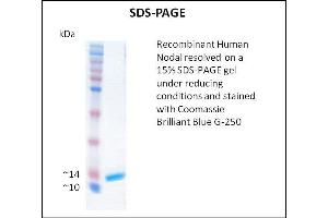 Nodal Protein