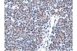 Image no. 2 for anti-Leucine Carboxyl Methyltransferase 1 (LCMT1) antibody (ABIN1499107) (LCMT1 Antikörper)