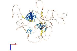 NCOA7 Protein (AA 1-942) (His tag)