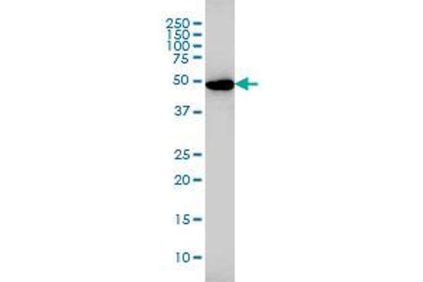 Glutathione Reductase Antikörper  (AA 413-522)