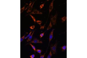 Immunofluorescence analysis of NIH-3T3 cells using CKMT1B Polyclonal Antibody (ABIN3017245, ABIN3017246, ABIN3017247 and ABIN6220012) at dilution of 1:100 (40x lens).