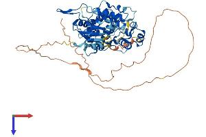 Nemo-Like Kinase Protein (NLK) (AA 1-527) (His tag)