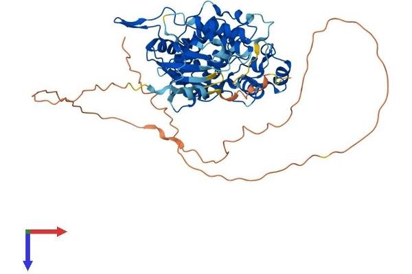 Nemo-Like Kinase Protein (NLK) (AA 1-527) (His tag)