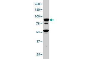 TFRC monoclonal antibody (M01), clone 1E6 Western Blot analysis of TFRC expression in Hela S3 NE . (Transferrin Receptor Antikörper  (AA 68-168))