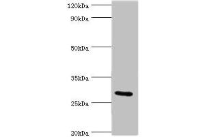 Western blot All lanes: COLEC11 antibody at 4 μg/mL + Rat liver tissue Secondary Goat polyclonal to rabbit IgG at 1/10000 dilution Predicted band size: 29, 27, 22, 30, 25, 24, 31 kDa Observed band size: 29 kDa (COLEC11 Antikörper  (AA 26-271))