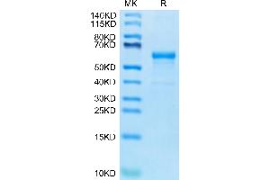 SDS-PAGE (SDS) image for LI Cadherin (AA 567-777) protein (Fc Tag) (ABIN7274312)